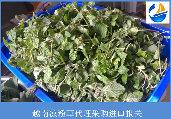 越南凉粉草进口采购海运清关物流