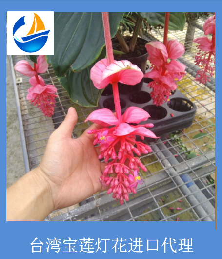 台湾宝莲灯花进口案例分享