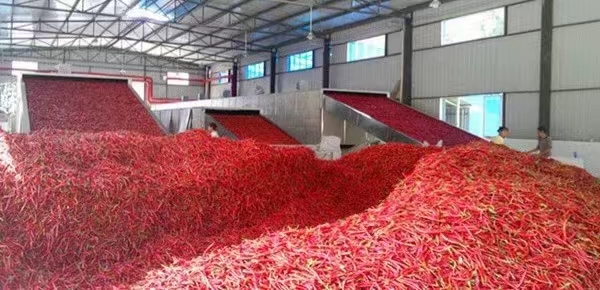 越南辣椒干海运到盐田港如何办理清关手续?