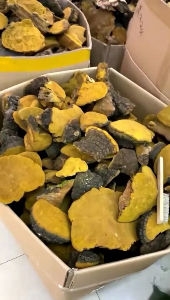 俄罗斯桦树茸海运进口及清关代理公司