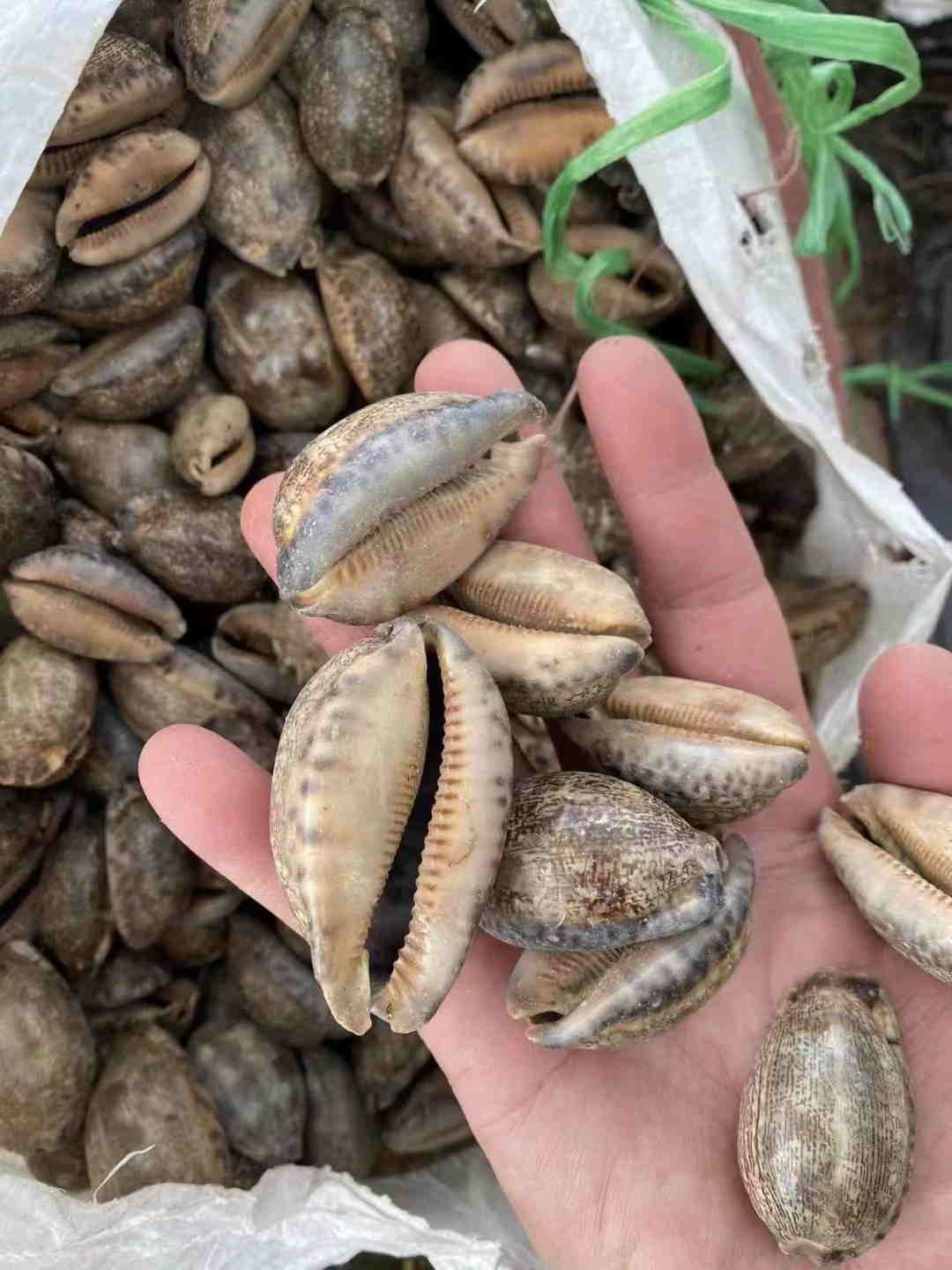 越南紫贝齿进口清关需要什么手续？