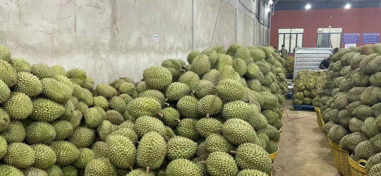 越南水果进口清关问题全解决！