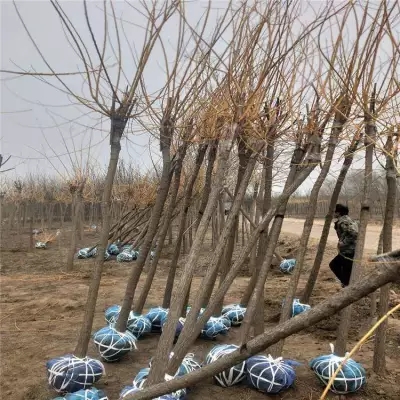 果树苗出口植物检疫证如何申请？