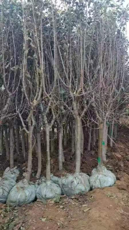 苹果树苗出口需要做哪些报关单证？