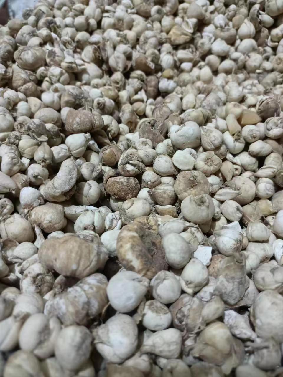 贝母进口清关需要做哪些单证？